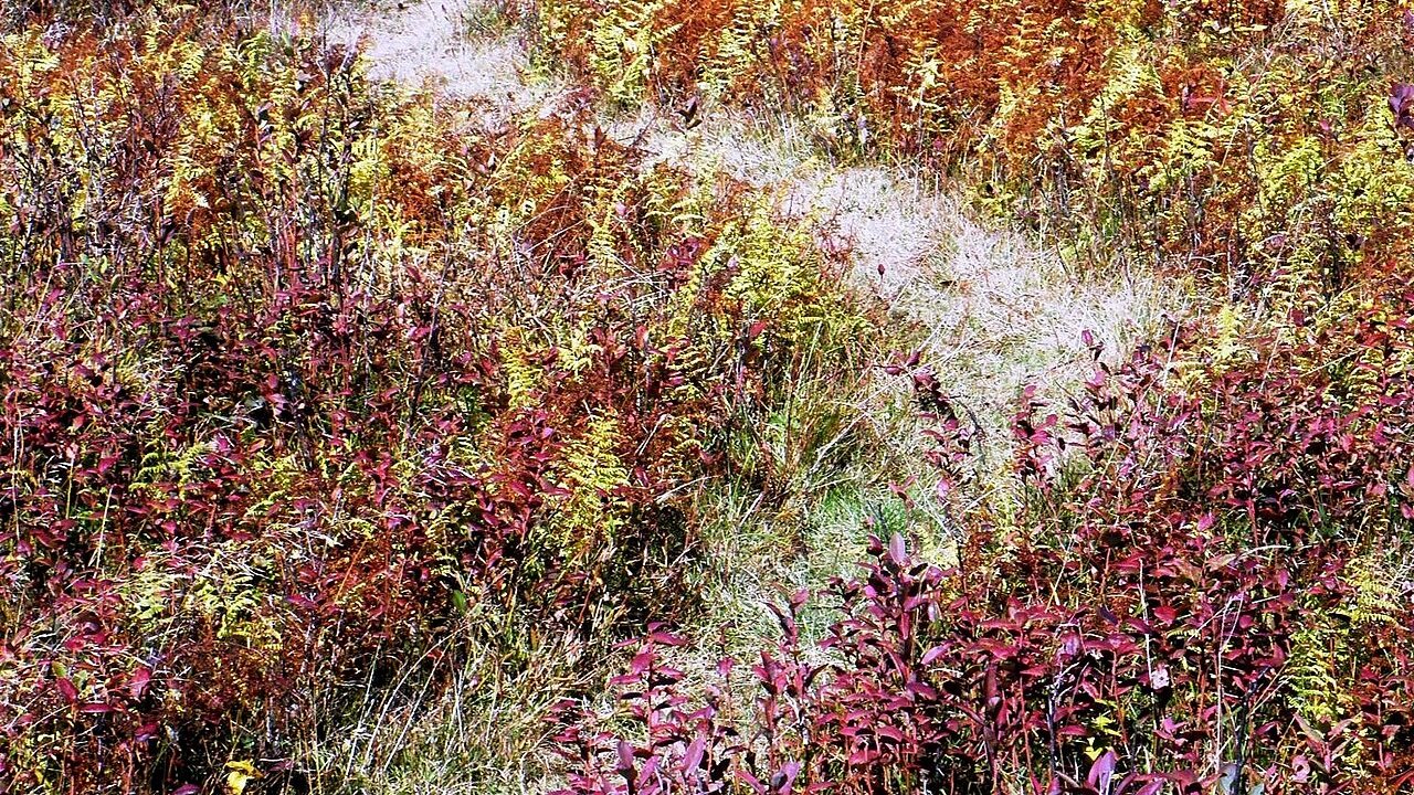 A narrow path winding through a meadow of autumn plants.